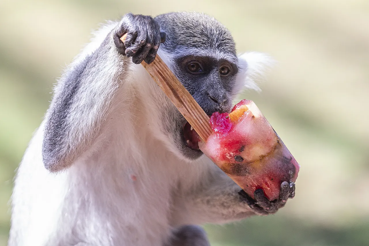 Hayvanların meyve keyfi!