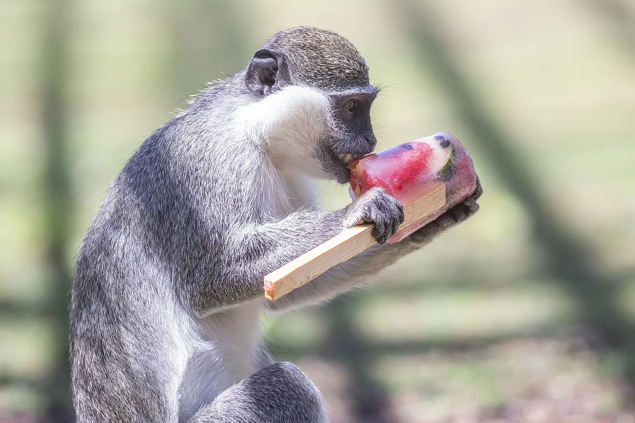 Hayvanların meyve keyfi!