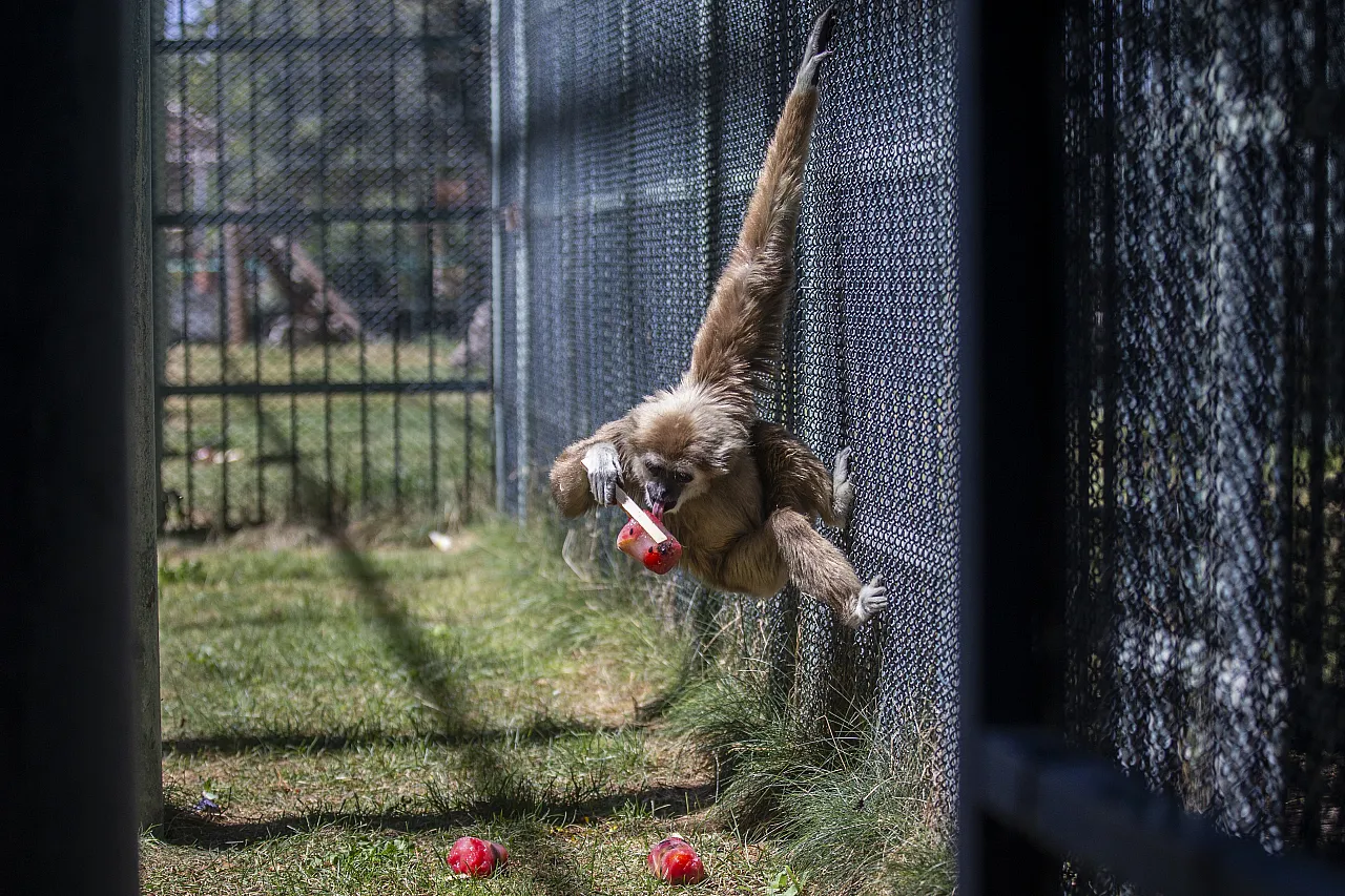 Hayvanların meyve keyfi!