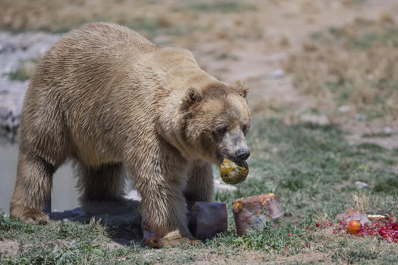 Hayvanların meyve keyfi!