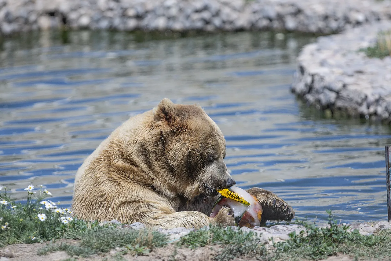 Hayvanların meyve keyfi!