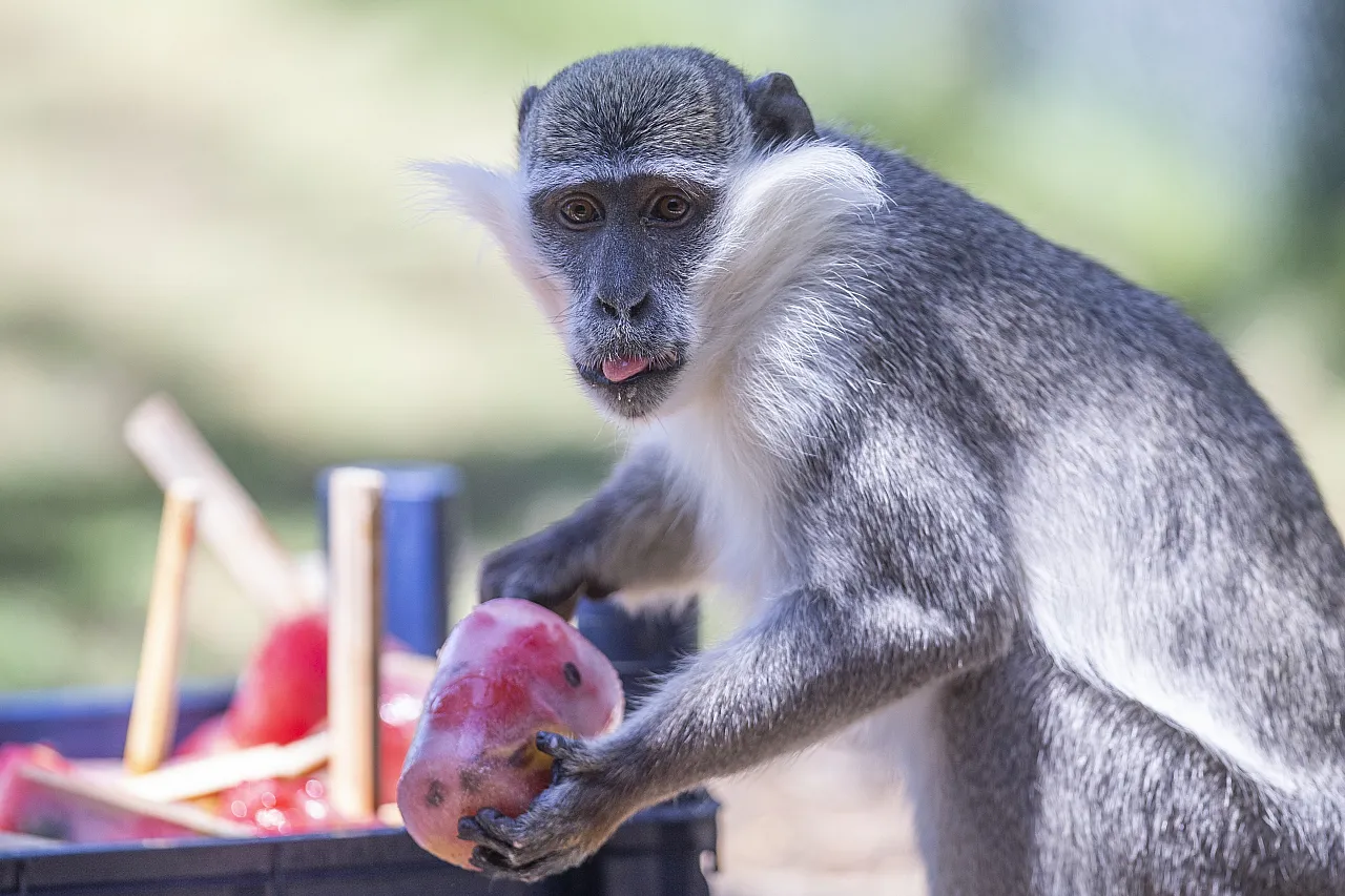 Hayvanların meyve keyfi!