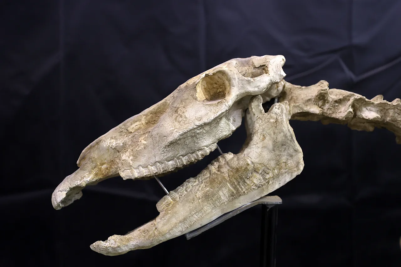 3 toynaklı attan 5 metrelik file...