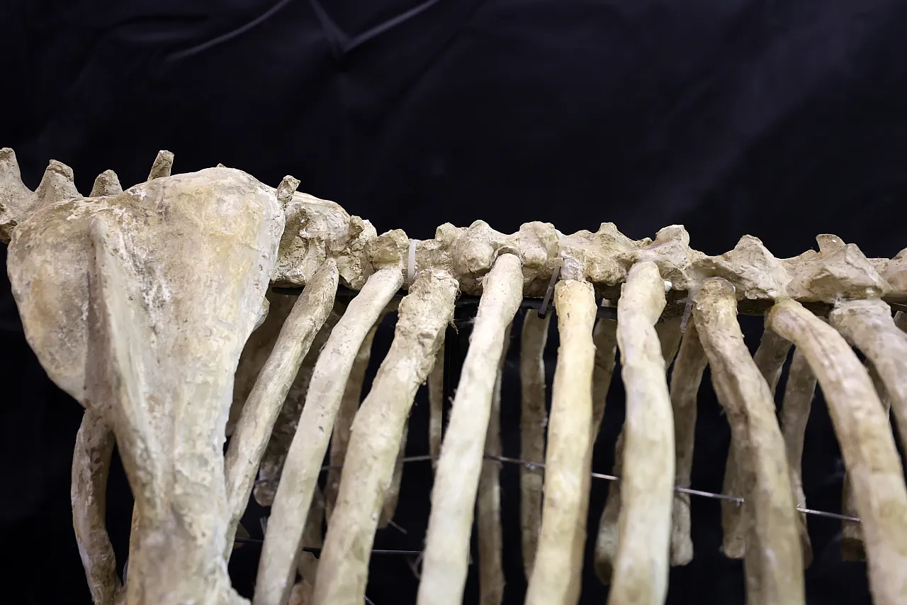 3 toynaklı attan 5 metrelik file...