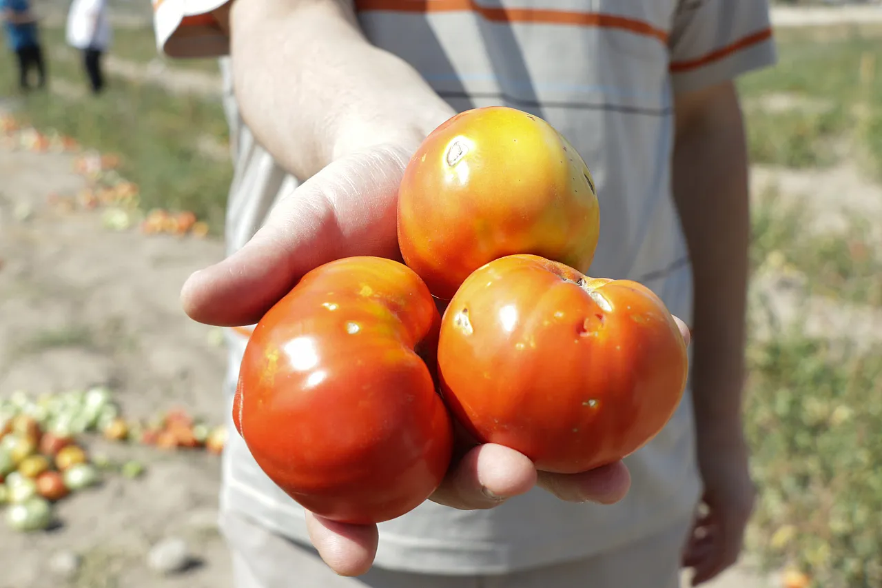 Kayseri'de 'zeki domates' dönemi başlıyor
