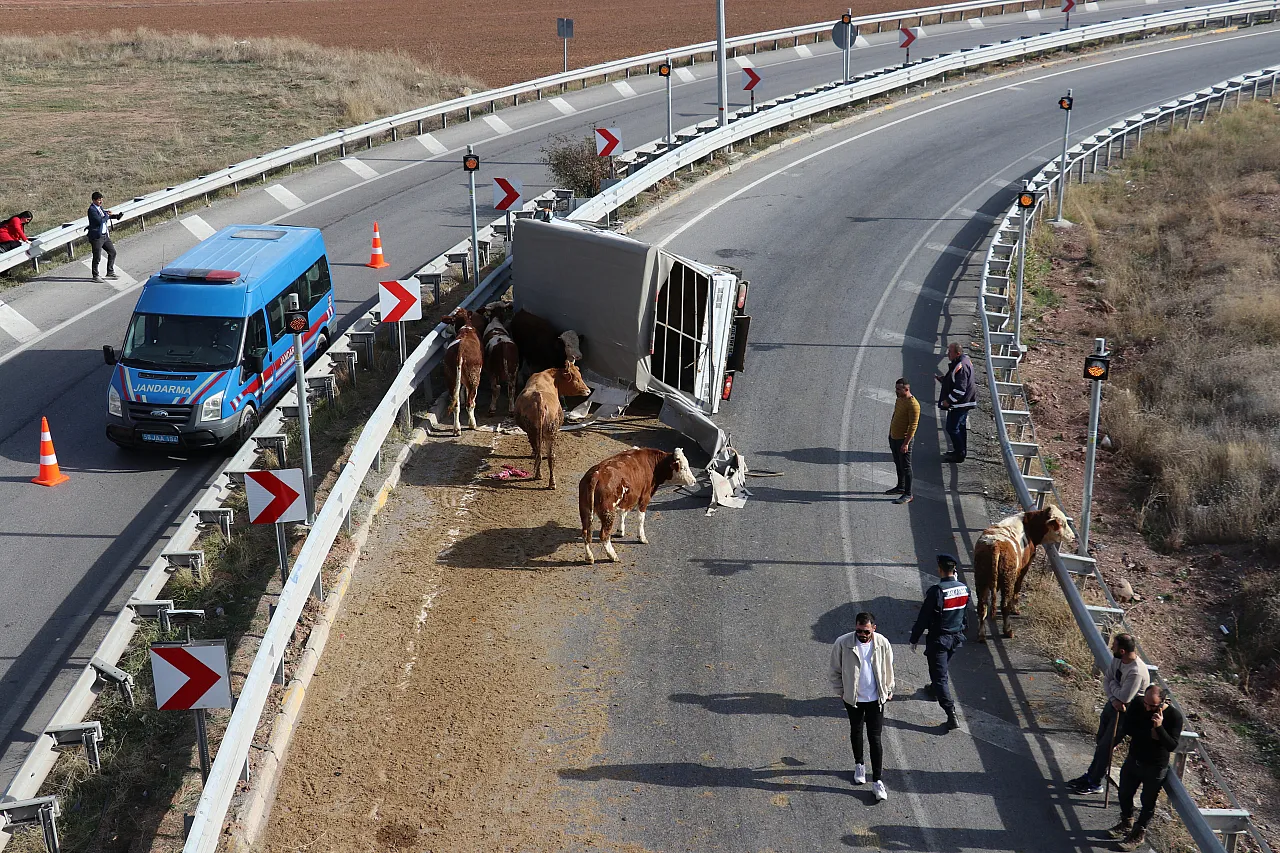Hayvan taşıyan kamyonet devrildi