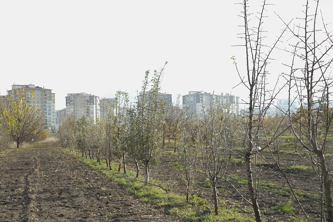20 ilden toplanan 250 ağaç Kayseri'de korunuyor