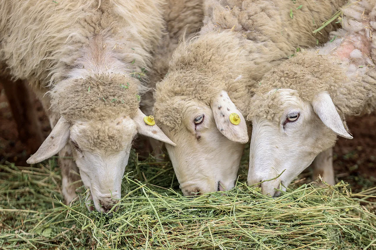 450 binden fazla ziyaretçi ağırlayarak İç Anadolu'nun cazibe merkezi oldu
