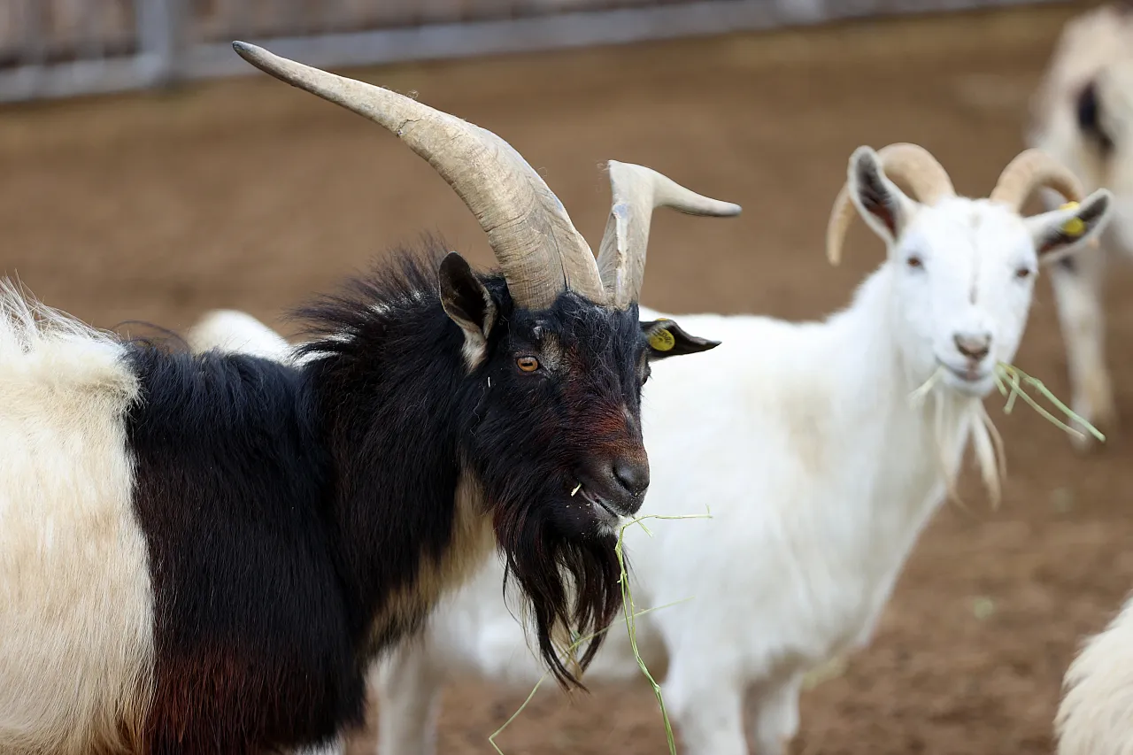 450 binden fazla ziyaretçi ağırlayarak İç Anadolu'nun cazibe merkezi oldu