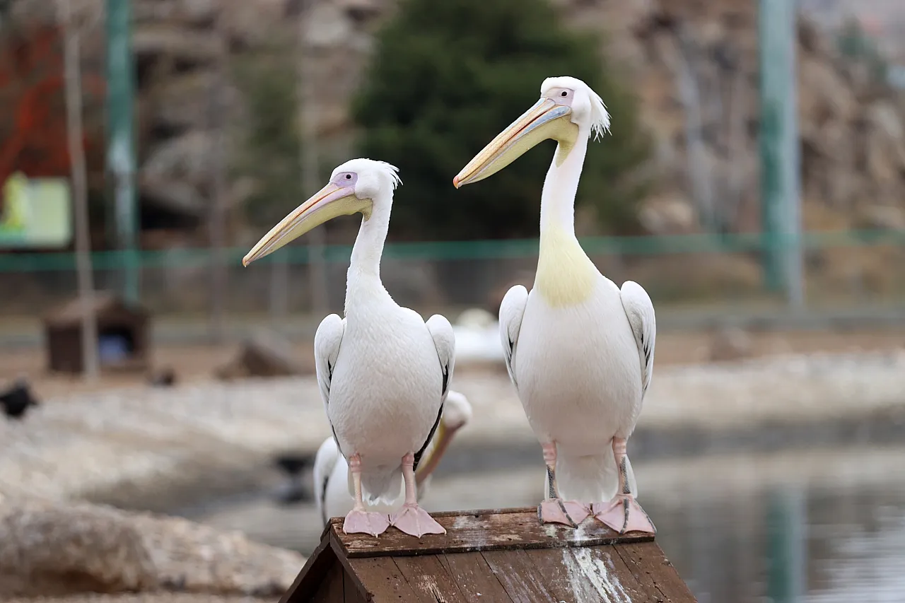 450 binden fazla ziyaretçi ağırlayarak İç Anadolu'nun cazibe merkezi oldu