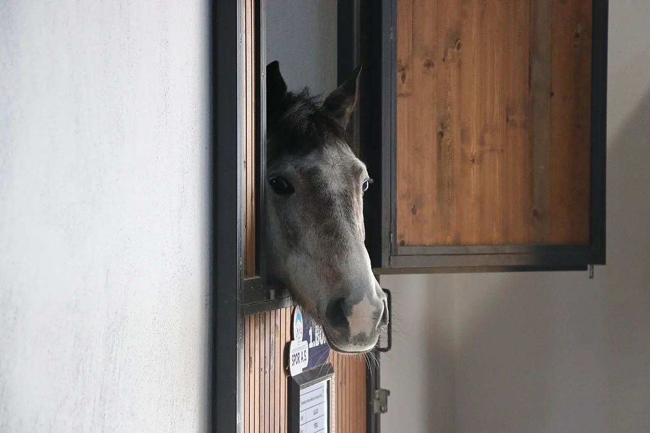 İşte Kayseri'de atlara sunulan hizmetler