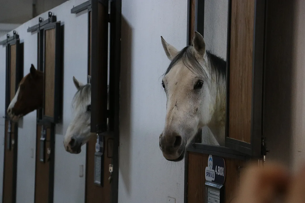 İşte Kayseri'de atlara sunulan hizmetler