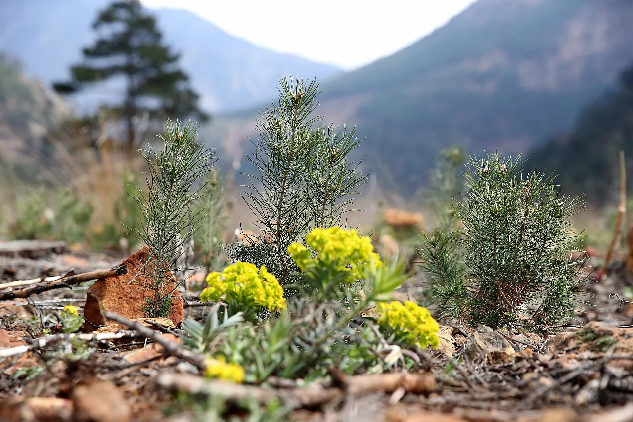 Küllerinden yeniden doğan orman