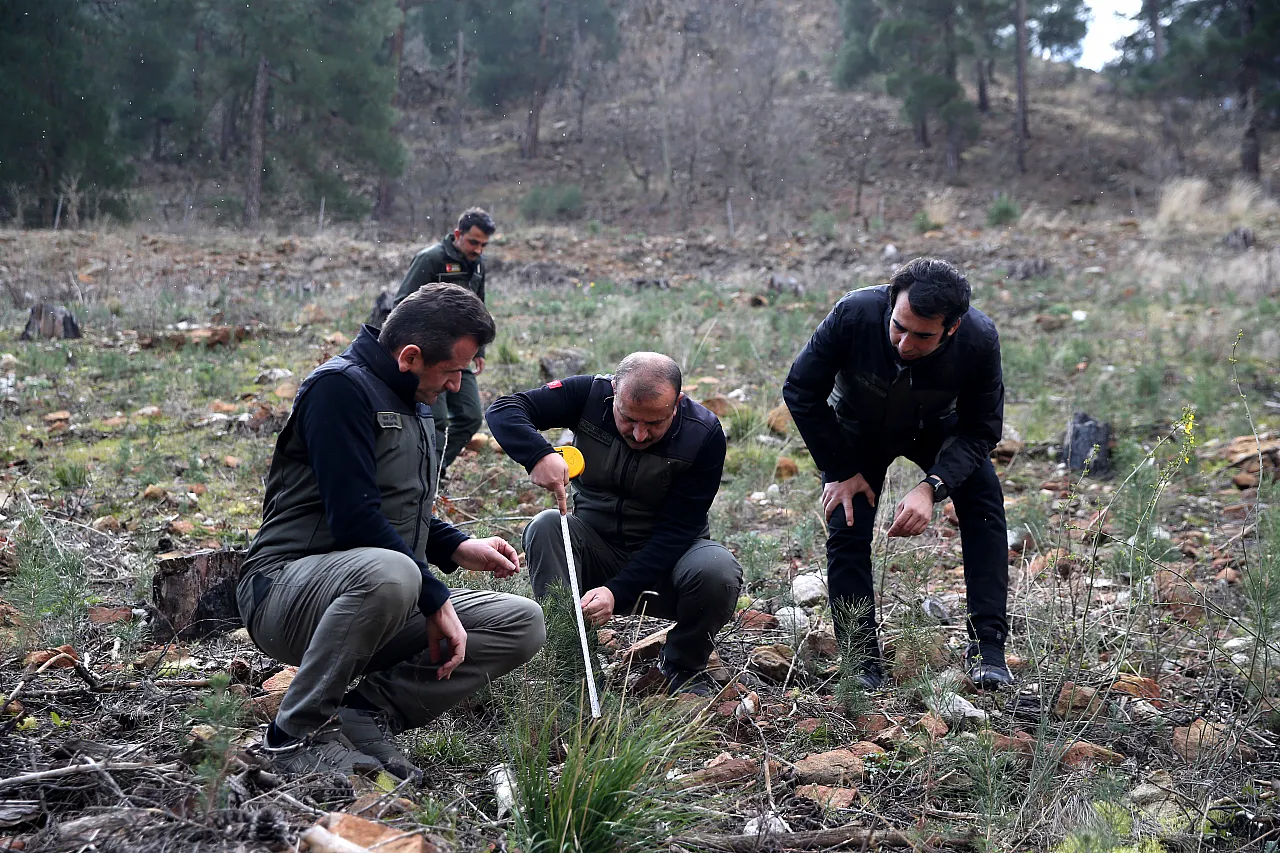 Küllerinden yeniden doğan orman
