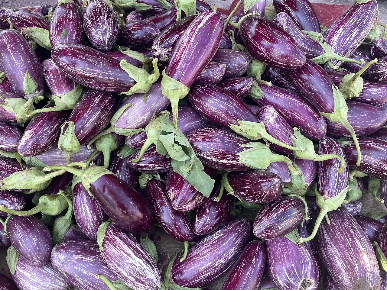 Tescilli 'Pijamalı patlıcan' 50 çeşit şekilde değerlendiriliyor