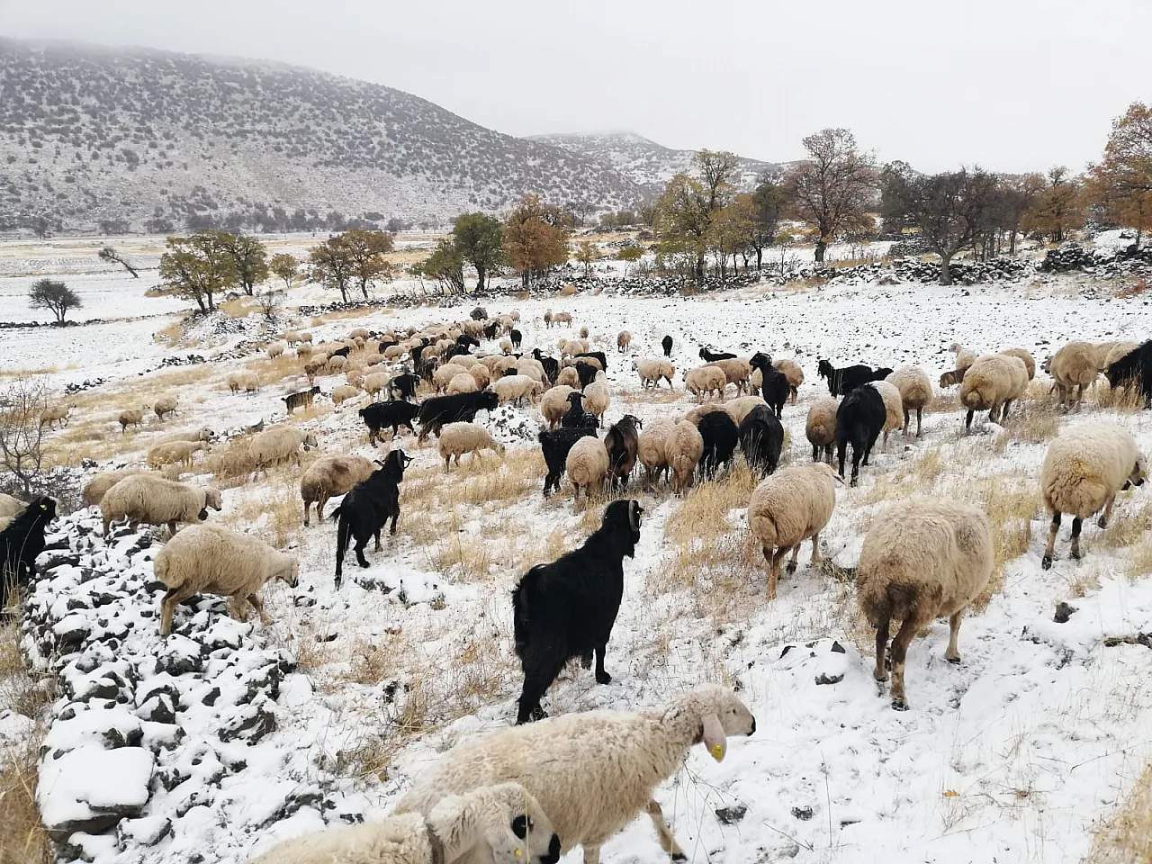 Yaylacılar neden döndü?