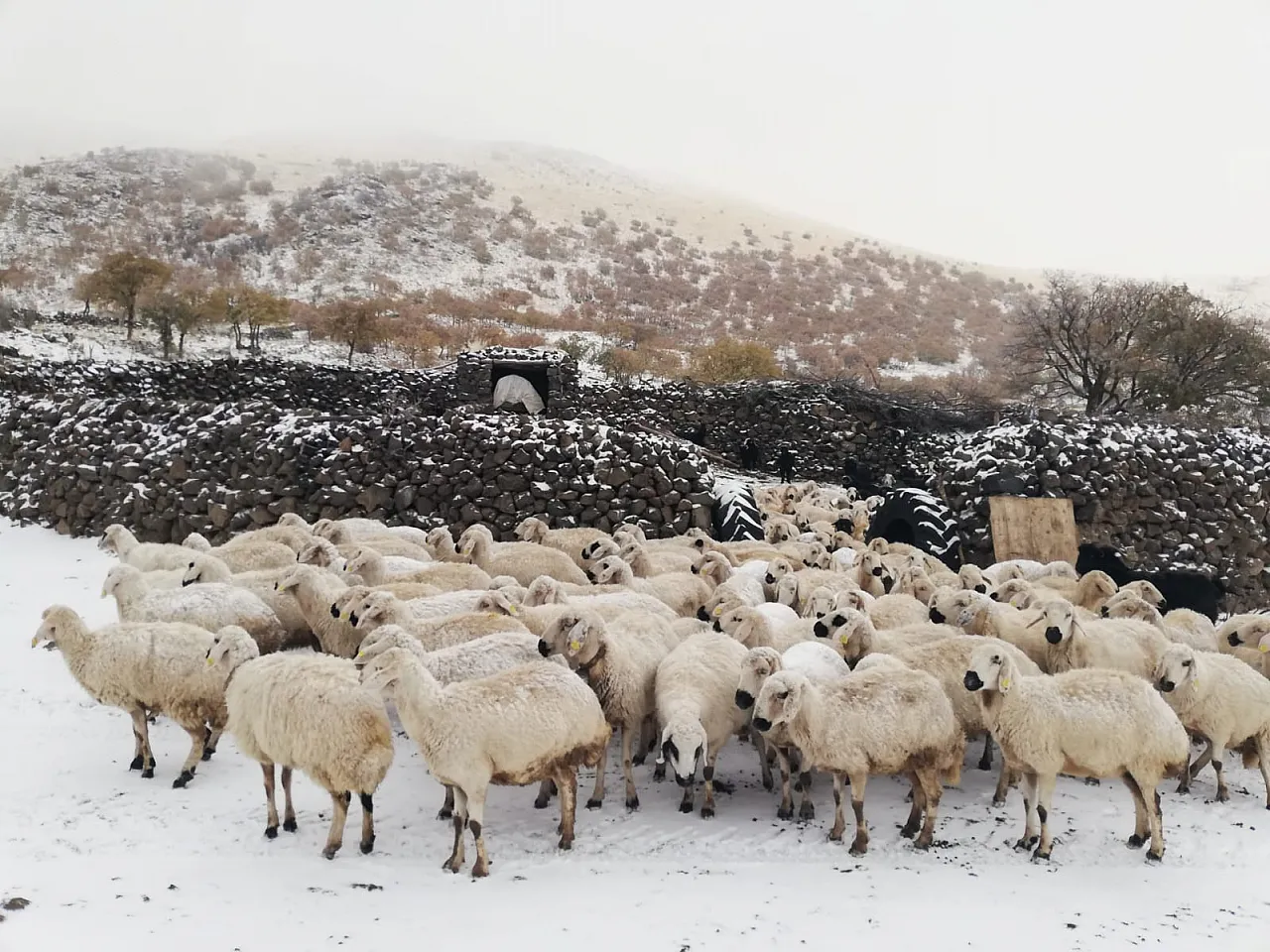 Yaylacılar neden döndü?