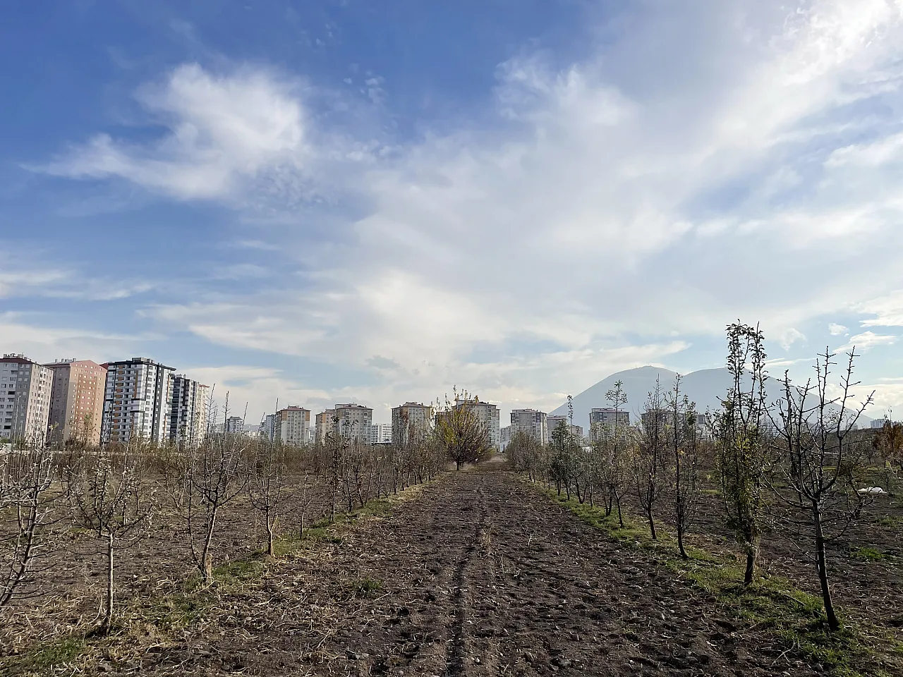 20 ilden toplanan 250 ağaç Kayseri'de korunuyor