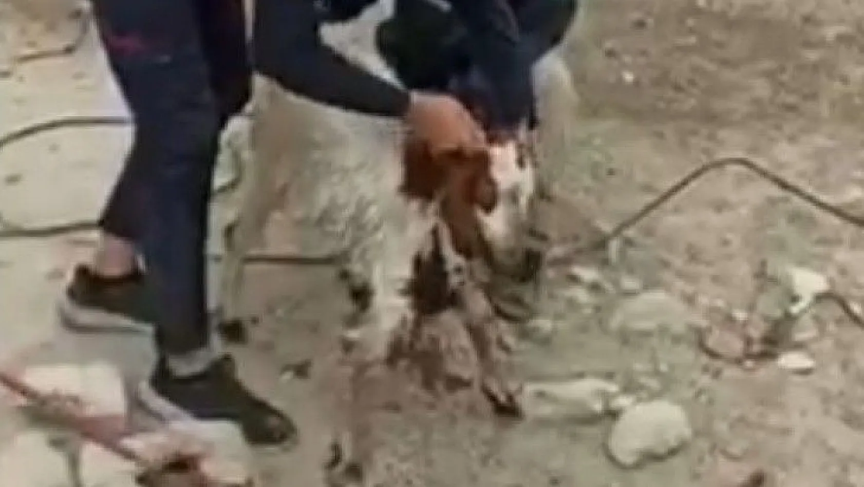 Su kuyusuna düşen keçi 4 saatlik çalışma sonrası kurtarıldı