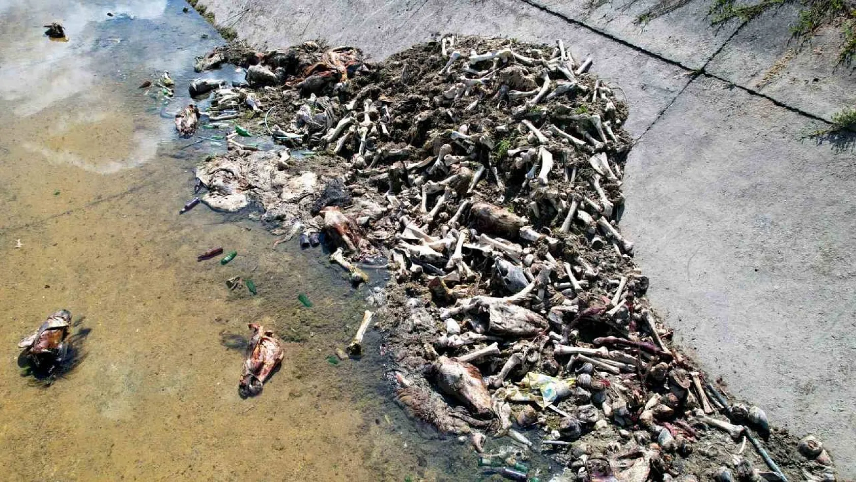 Adana'da çevre felaketi: Kanal at ve eşek eti kalıntılarıyla dolu