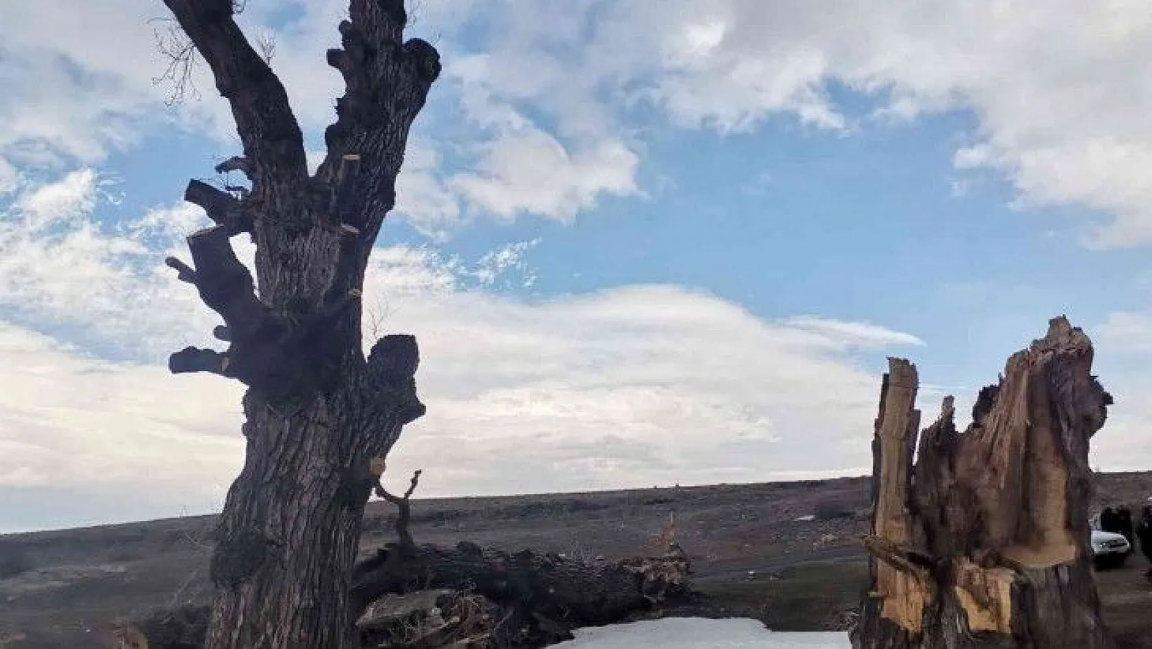 Asırlık ağaçlar kurtarılmayı bekliyor