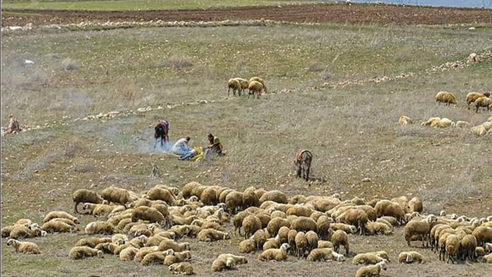 Bakanlık açıkladı! Hayvancılık yapanlara çoban desteği 