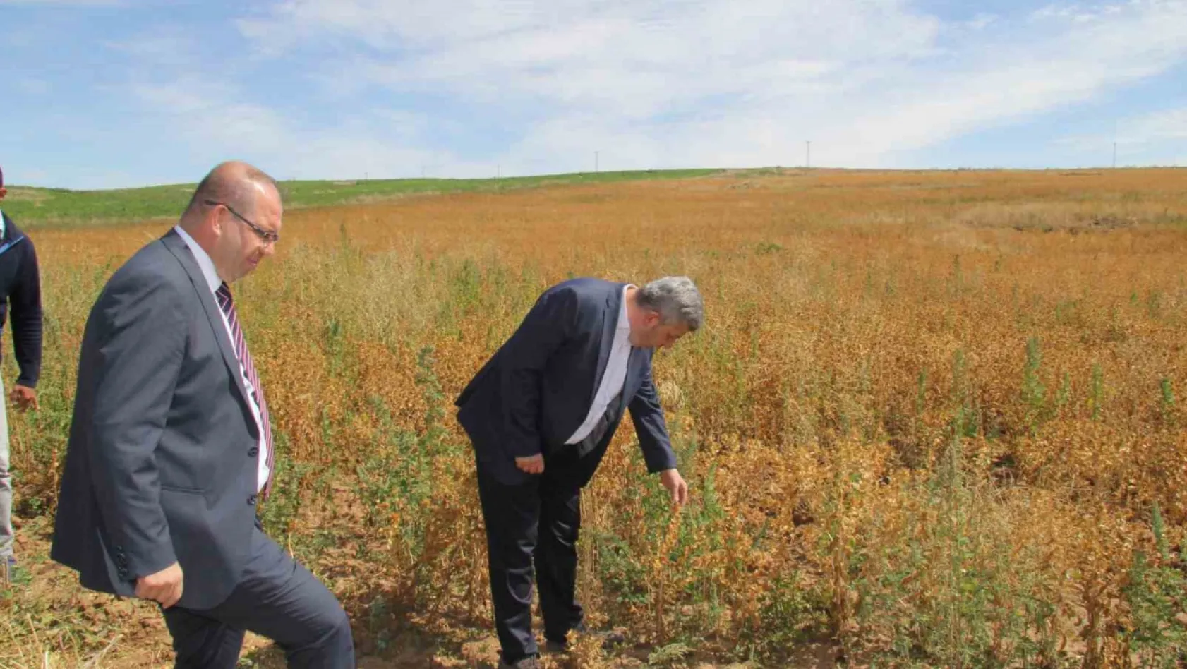 Başkan Altun ve Kaymakam Gülen'den ihtiyaç sahipleri için Aspir hasadı