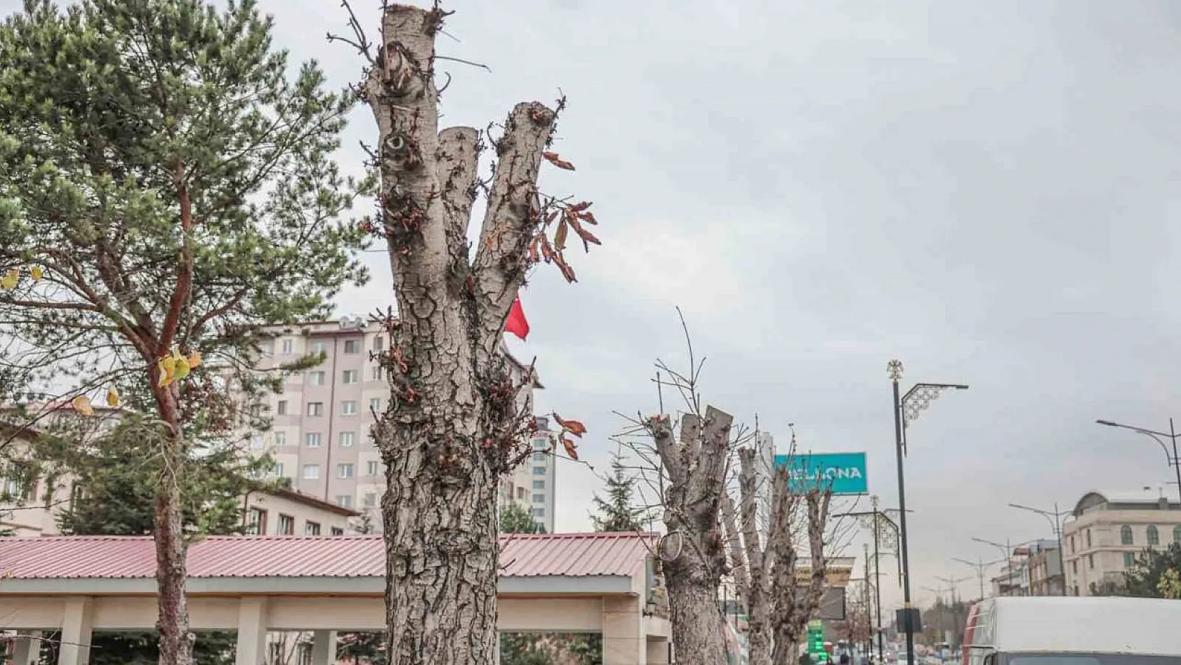 Belediyeden ağaç kesen müdürlük hakkında suç duyurusu