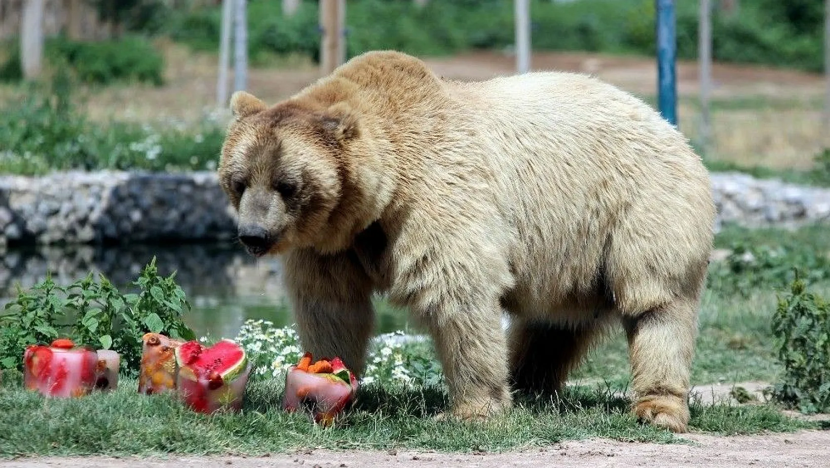 Boz ayıların buzlu meyve kokteyli keyfi
