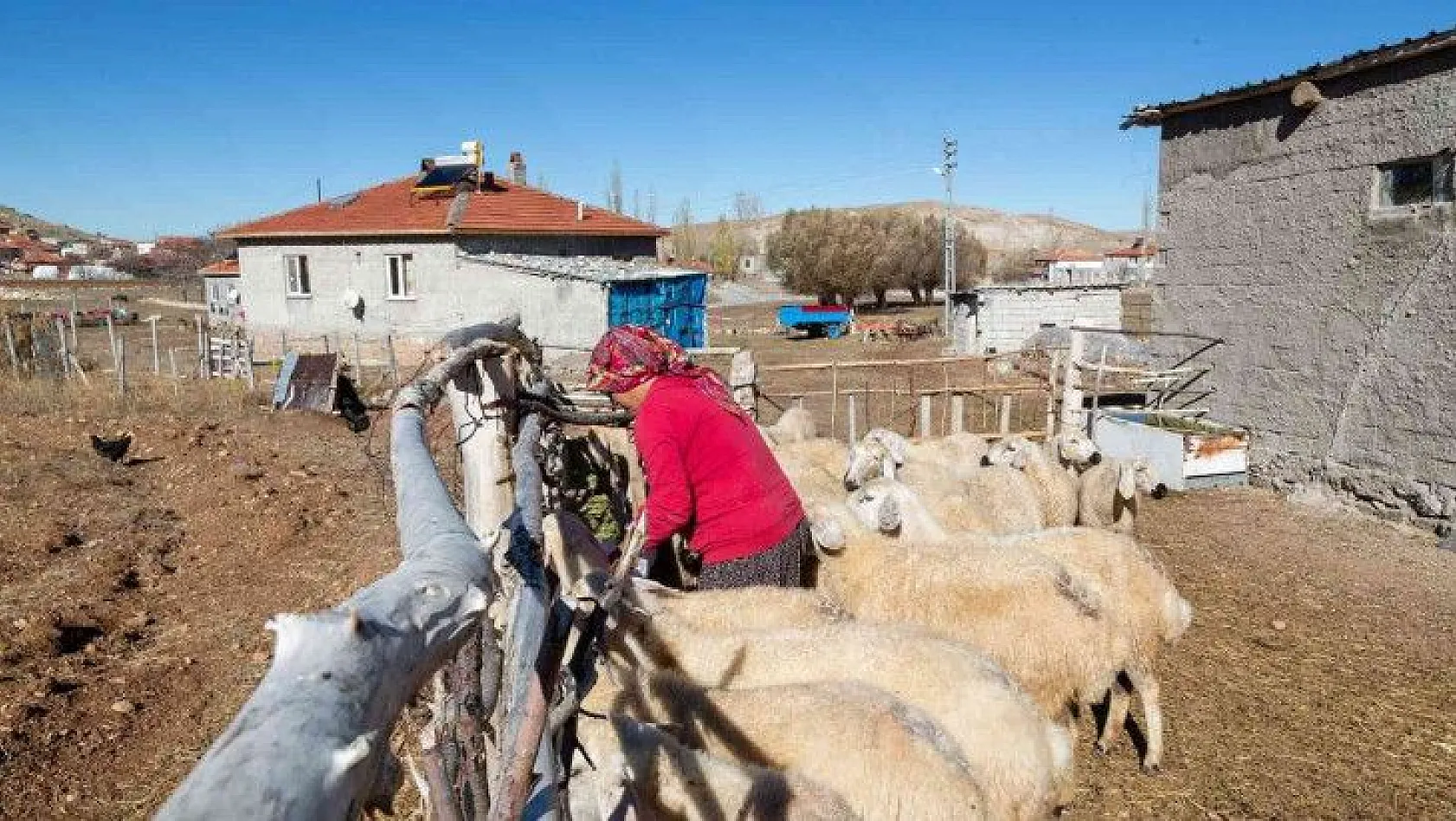 Büyükşehir Belediyesi: Büyükkılıç'ın projesi ile koyun sayısı arttı!