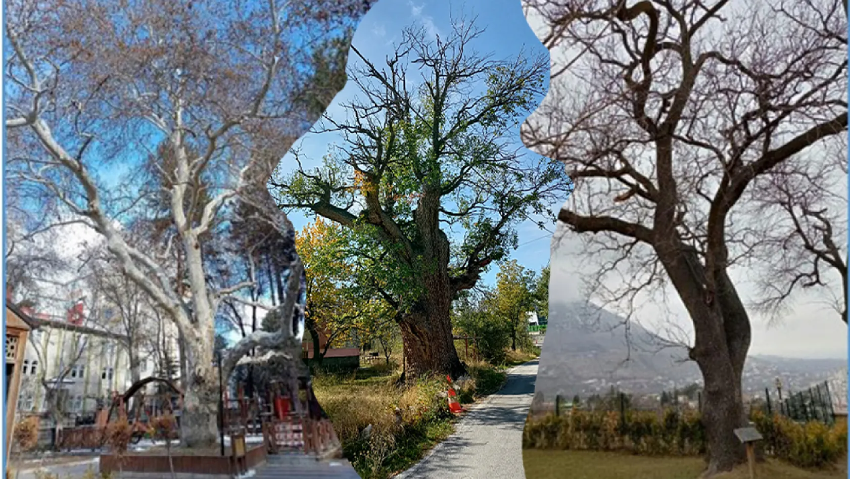 Dokunana hapis cezası var! Kayseri'de kaç anıt ağaç var ve ağaçlar hangi mahallelerde?