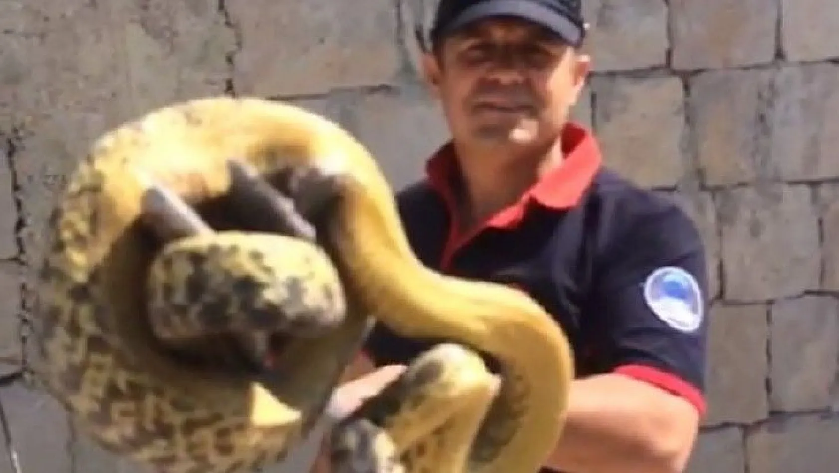 Kayseri'de 3 metrelik dev yılan böyle yakalandı
