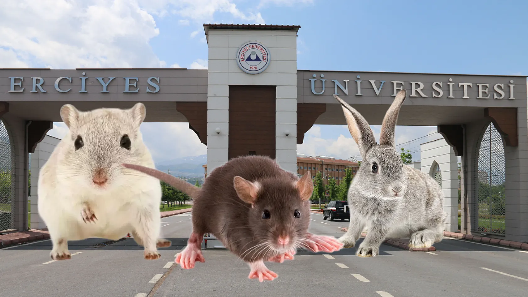 Erciyes Üniversitesi'nde fare, sıçan ve tavşan kursu!