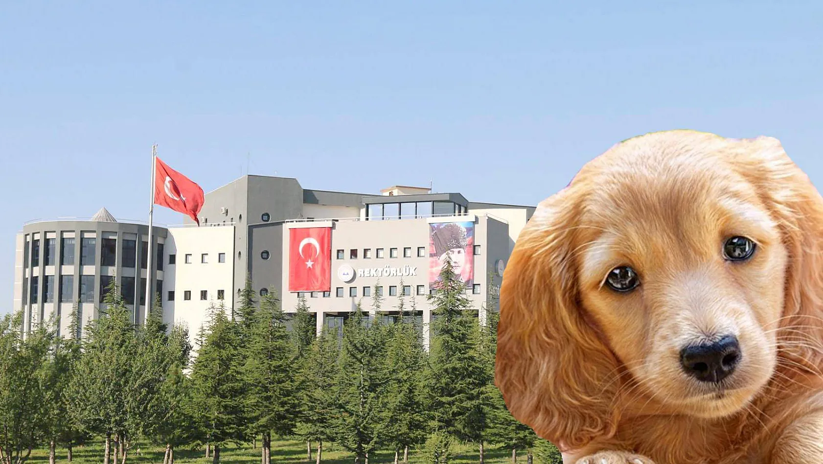 Erciyes Üniversitesi'nden 'Köpekler deneysel çalışmada kullanılıyor' iddialarına yanıt