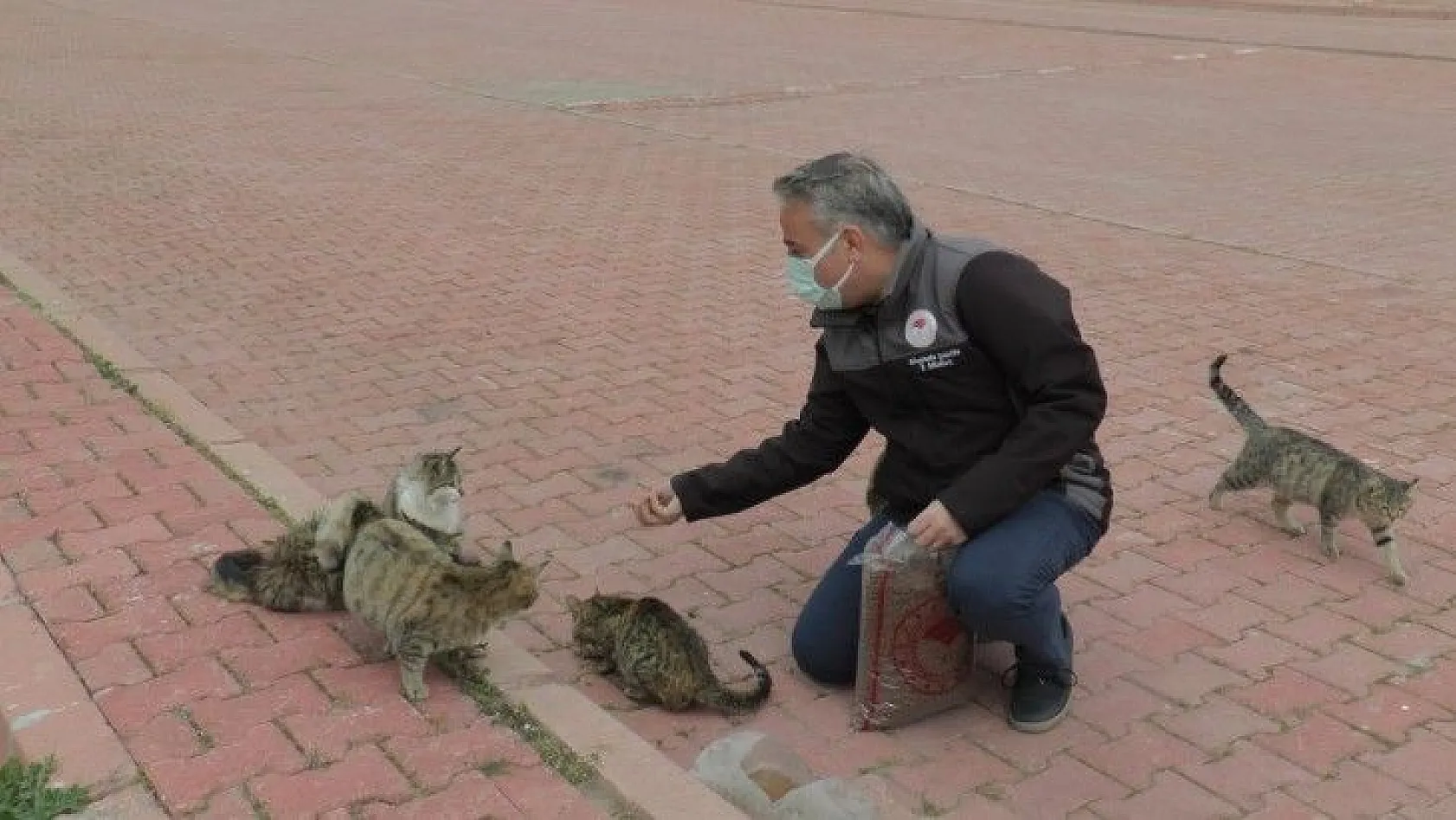 Dünya Sokak Hayvanları Günü'nde sokak hayvanlarına mama dağıttılar...