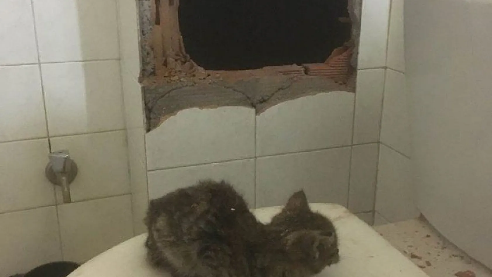 İtfaiyecilerden kedi  kurtarma operasyonu