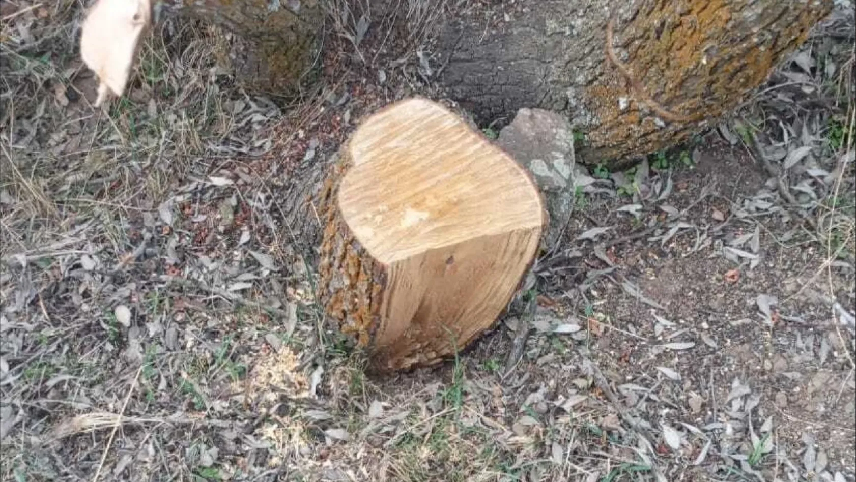 Kayseri'de mahalleli bu sorunun cevabını arıyor: Bu ağacı kim kesti?