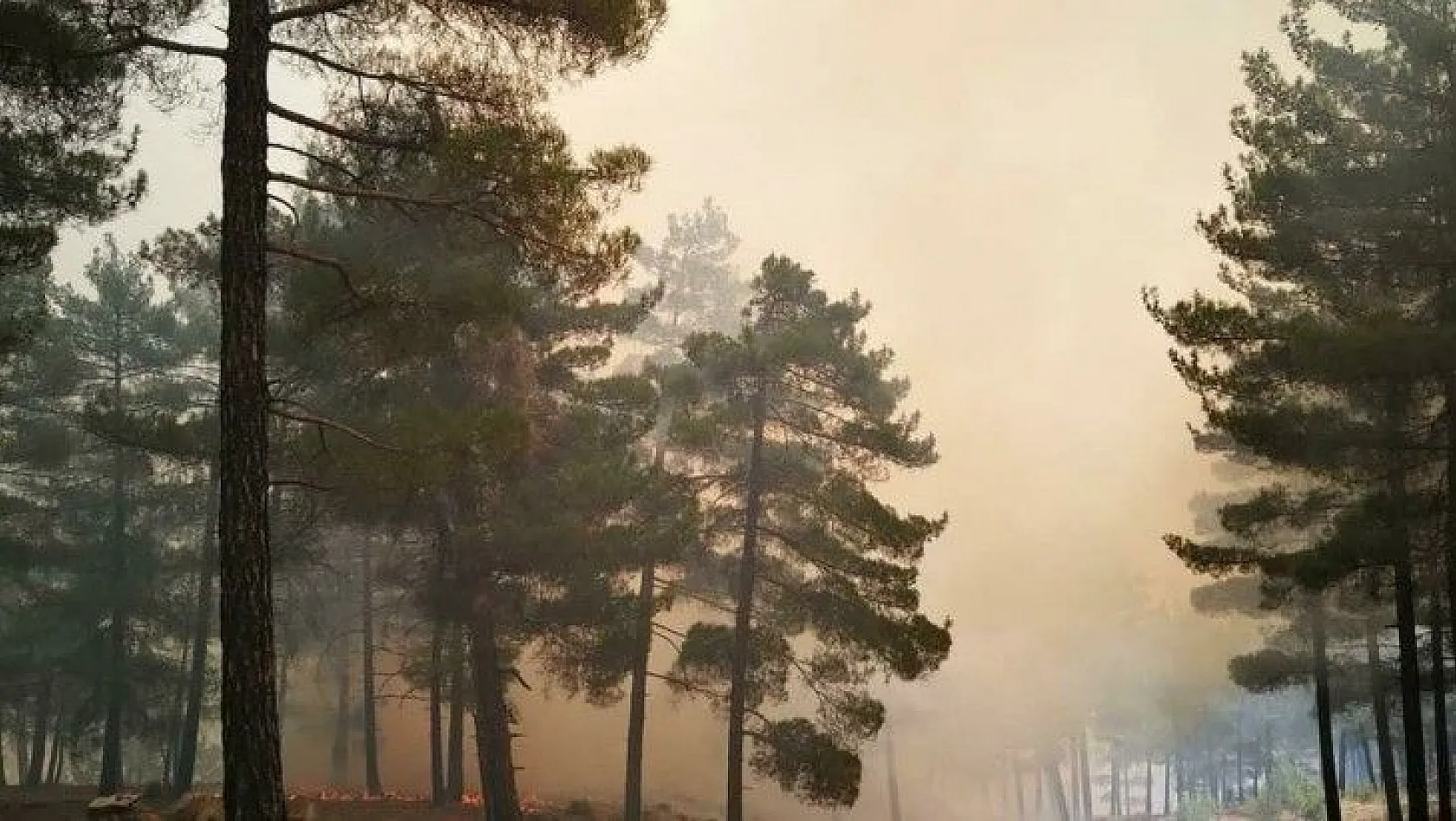 Kayseri'de orman yangını