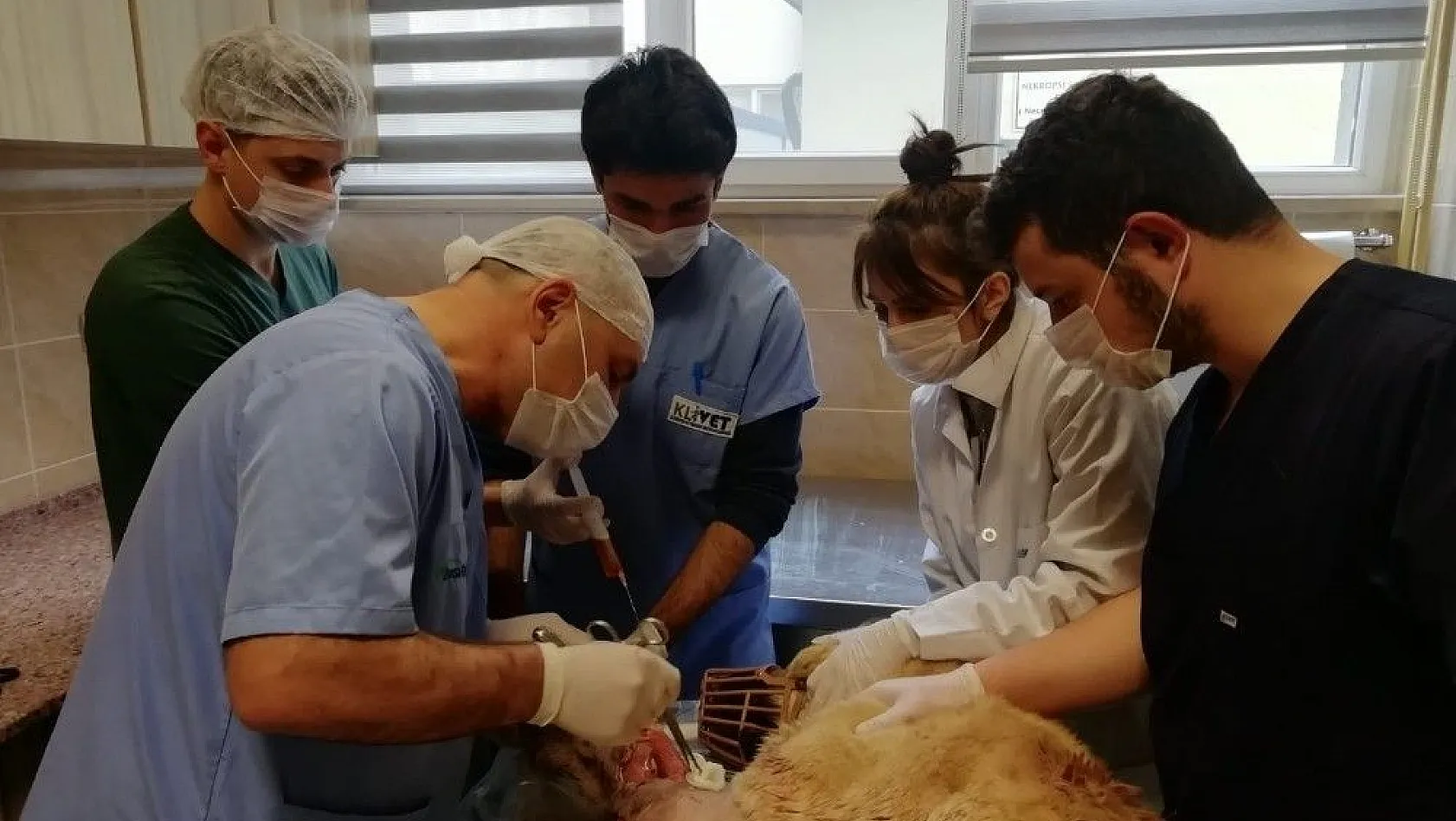 Kurt saldırısında ağır yaralanan kangal köpeği tedavi altına alındı
