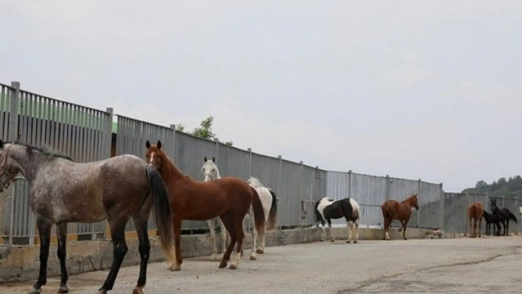 Meğer İBB'nin atları Kayseri'ye de gönderilmiş! Peki kentte kimler at aldı....