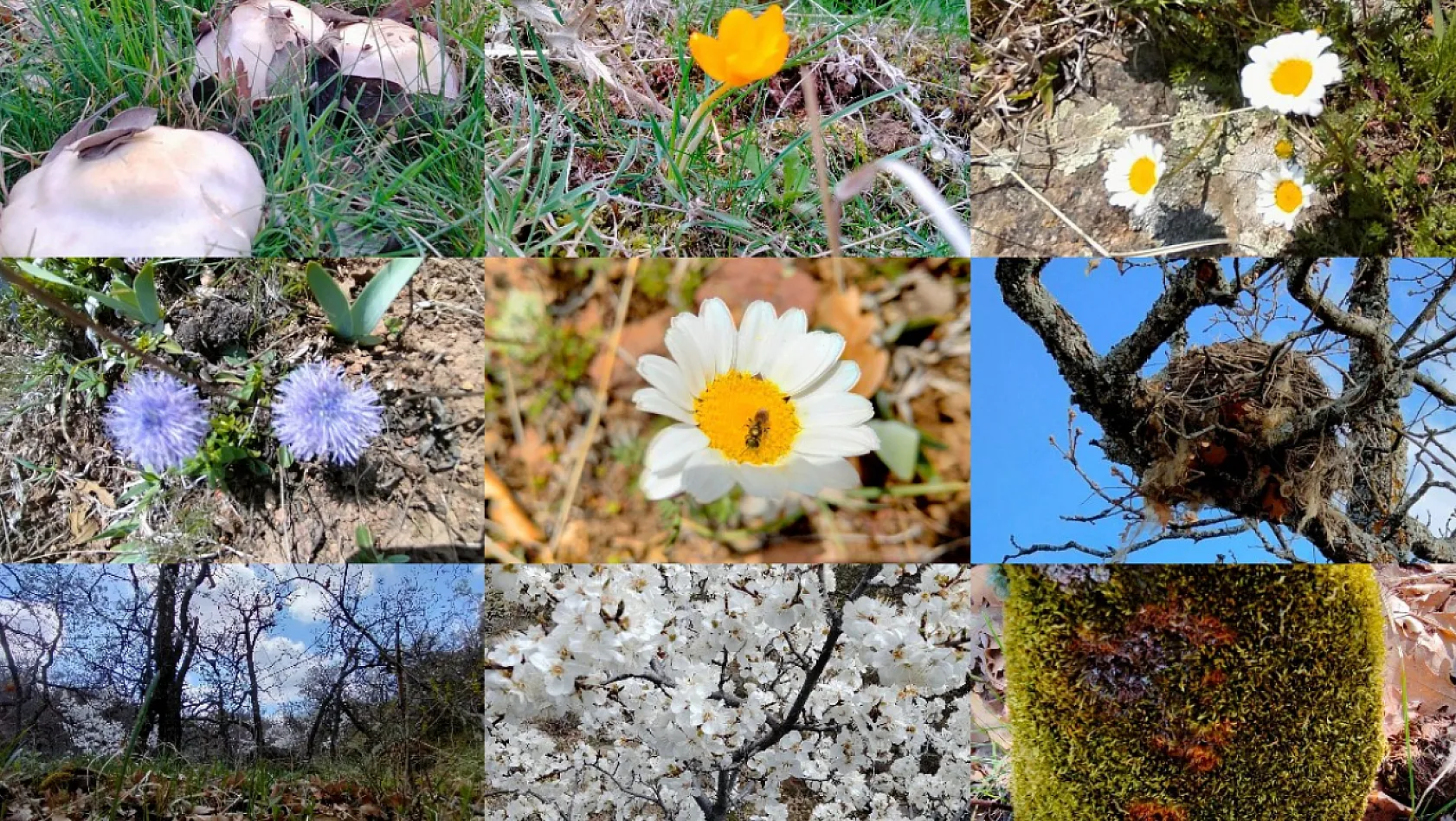 Memlekete bahar geldi! Bu fotoğraflar Kayseri'de çekildi