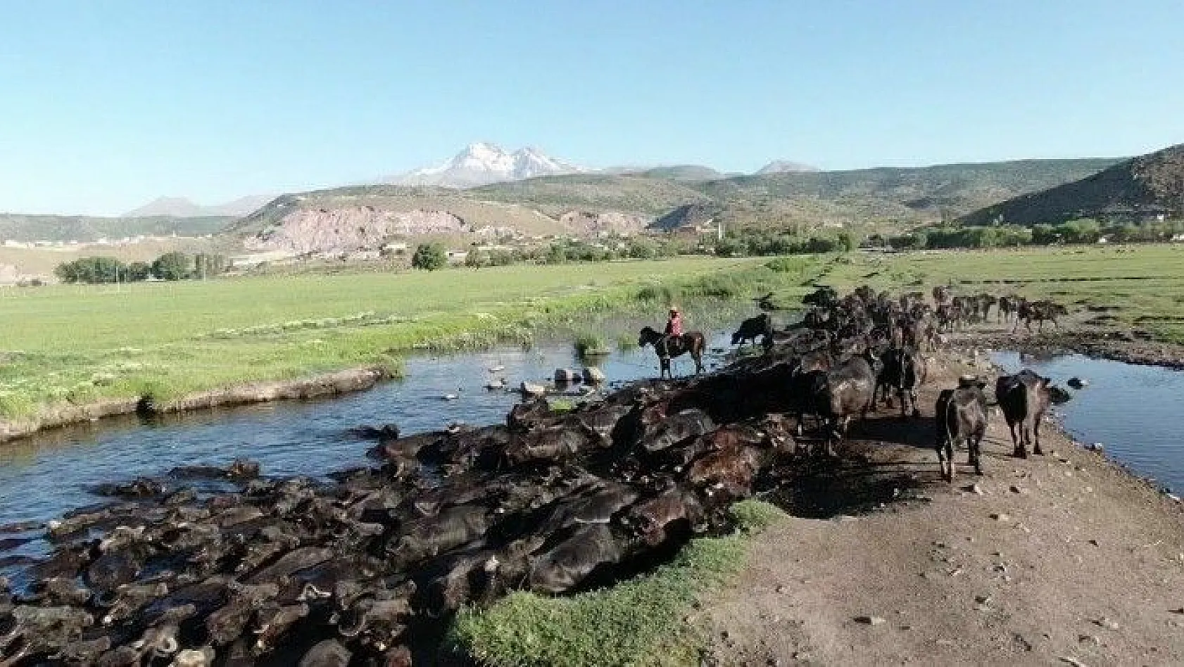 Erciyes dağının eteğinde manda, koyun ve yılkı atlarının görsel şovu