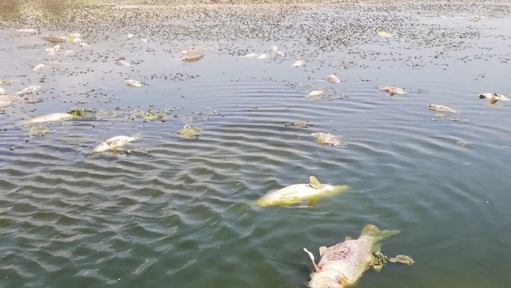 Sultan Sazlığı'nda korkutan balık ölümleri
