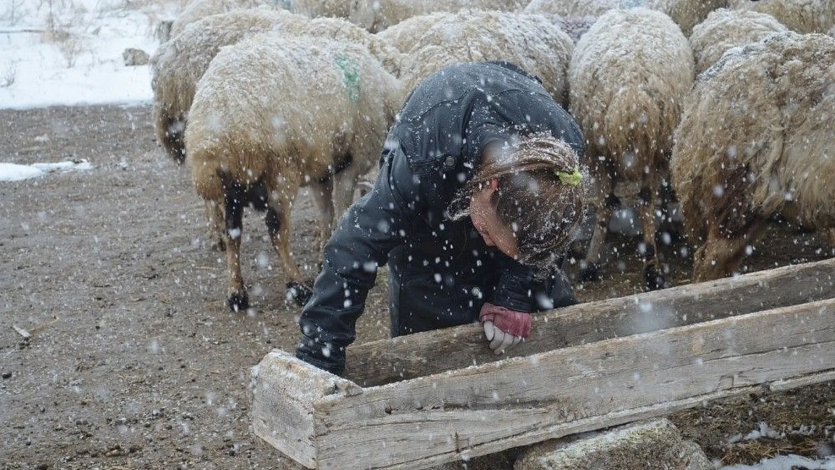 11 yaşındaki Kardelen, korona virüs tatilinde çobanlık yapıyor
