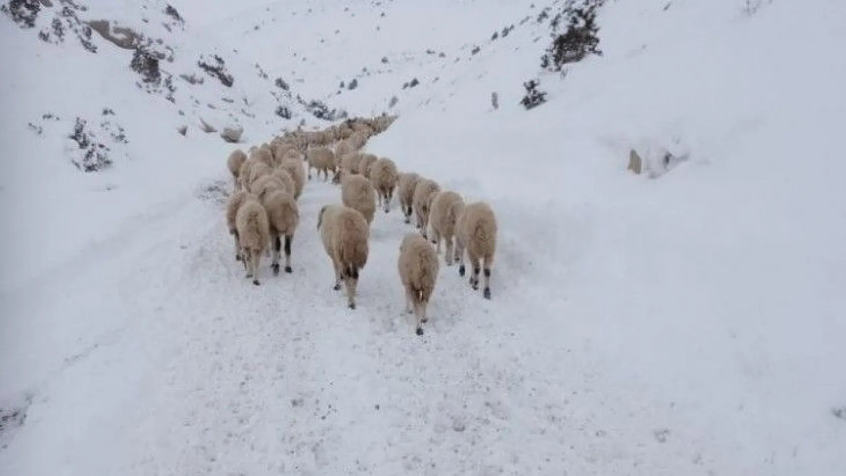 Mahsur kalan 4 çoban ve 2 bin küçükbaş hayvan kurtarıldı