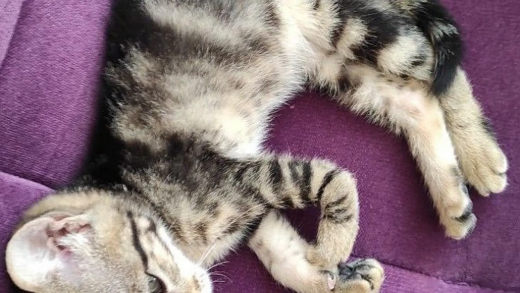 Ayağı kırılan yavru kedi yardım bekliyor