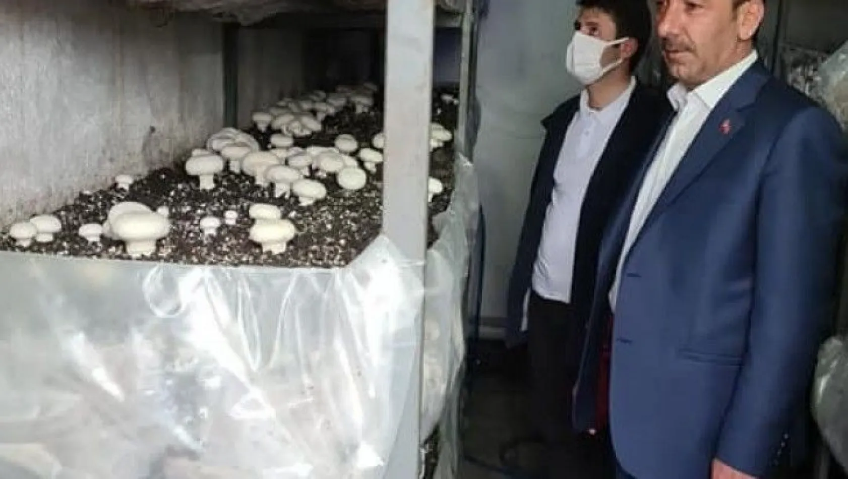 Kaymakam Cebeci ve Başkan Şahin mantar üretim tesisini ziyaret etti