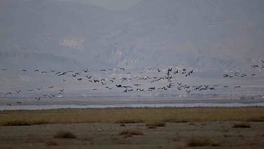 Su Kuşu Sayımları Tamamlandı