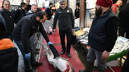 Yasaklı köpek balığının satışına ceza