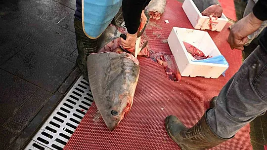 Yasaklı köpek balığının satışına ceza
